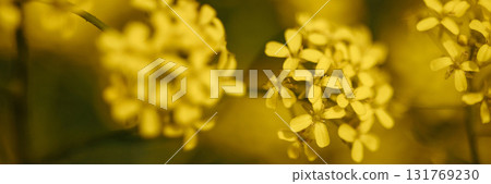 Banner close-up of yellow wildflowers blooming in field with soft focus and dark green background 131769230