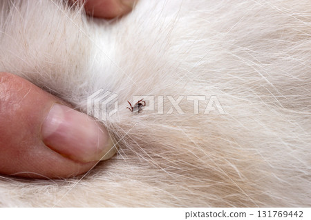 White cat fur with tick during examination 131769442