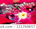 Rain jewelry 131769657