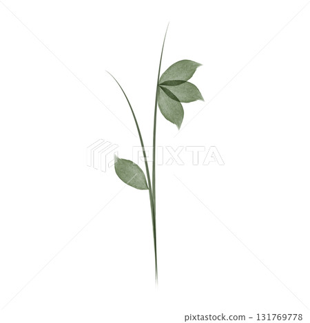 This is a simple watercolor drawing. A single stem is shown with leaves. The colors are shades of green, done in a watercolor style. This is a simple watercolor drawing. A single stem is shown with leaves. The colors are shades of green, done in a watercolor style. 131769778