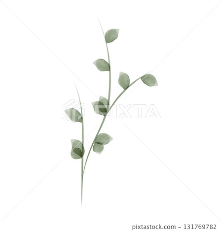 A simple botanical illustration created with watercolor. A light green stem features small, rounded leaves. It has a soft, airy aesthetic against a white backdrop. A simple botanical illustration created with watercolor. A light green stem features small, rounded leaves. It has a soft, airy aesthetic against a white backdrop. 131769782