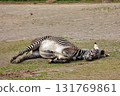 A zebra lying down on the ground 131769861