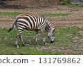 Zebra eating grass sideways 131769862