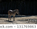 A baby zebra stands in the sun 131769863