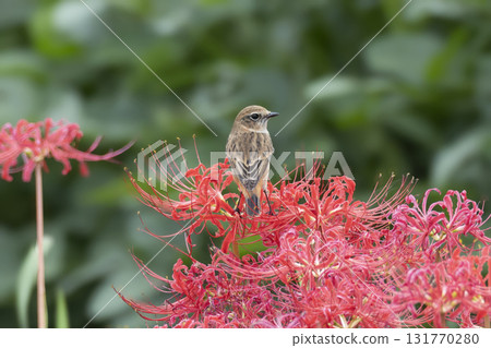 Red flycatcher perching on red spider lily 131770280