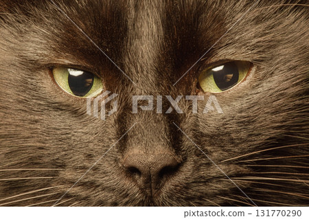 Green eyes of a black cat macro photo. Cat, pet. Green eyes of a black cat macro photo. Cat, pet. 131770290