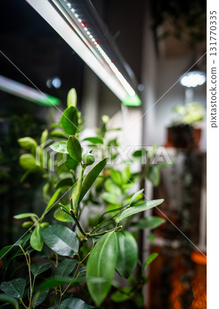 Growing plants under LED phyto lamp on window at home in winter season. Additional illumination. Growing plants under LED phyto lamp on window at home in winter season. Additional illumination. 131770335