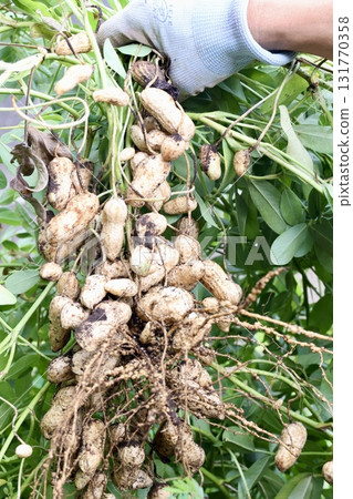 收穫的花生 收穫的花生 131770358