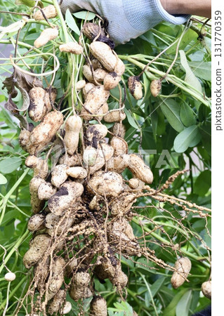 Harvested peanuts　 131770359