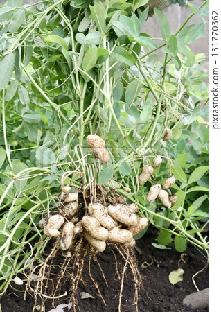 收穫的花生 131770362