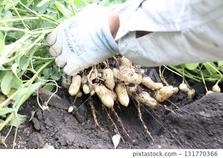 收割花生的男子 收割花生的男子 131770366