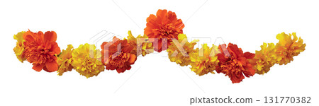 Yellow orange marigold flowers. Indian traditional floral festive garland toran. Zendu flowers isolated on transparent background. Party decor. Diwali, Pongal Halloween Dia de los Muertos holiday. Yellow orange marigold flowers. Indian traditional floral festive garland toran. Zendu flowers isolated on transparent background. Party decor. Diwali, Pongal Halloween Dia de los Muertos holiday. 131770382
