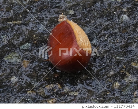 大栗子 大栗子 131770434