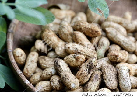 收穫的花生 131770453