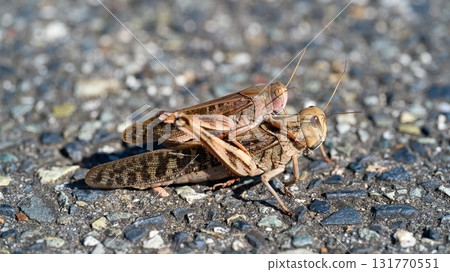 Tonosama beatta 131770551