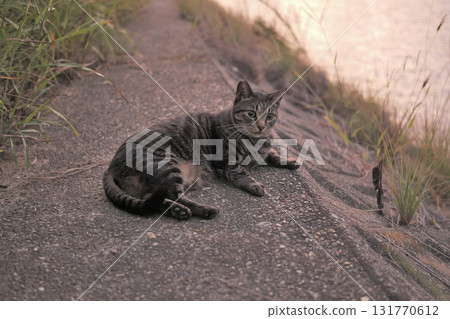 Tabby cat playing on embankment Tabby cat playing on embankment 131770612