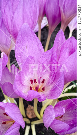 Close-up of a vibrant purple Colchicum (Autumn Crocus) flower showing inner detail Close-up of a vibrant purple Colchicum (Autumn Crocus) flower showing inner detail 131770834