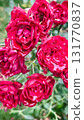 Close-up of vibrant deep red roses covered in water droplets. Romantic floral texture 131770837