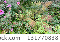 Cottagecore fall garden texture. Asters and fading ferns in natural, sustainable border 131770838