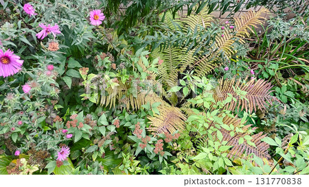 Cottagecore fall garden texture. Asters and fading ferns in natural, sustainable border 131770838