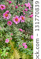 Cottagecore fall garden texture. Asters and fading ferns in natural, sustainable border 131770839