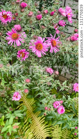 Cottagecore fall garden texture. Asters and fading ferns in natural, sustainable border 131770839