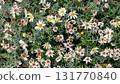 Cottagecore fall garden texture. Asters and fading ferns in natural, sustainable border 131770840
