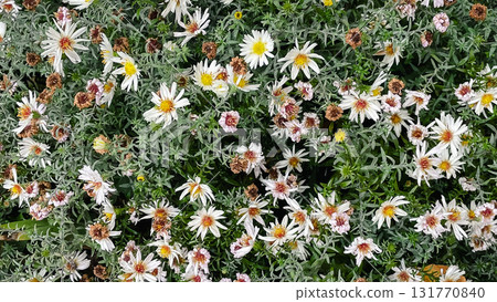 Cottagecore fall garden texture. Asters and fading ferns in natural, sustainable border Cottagecore fall garden texture. Asters and fading ferns in natural, sustainable border 131770840