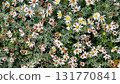 Cottagecore fall garden texture. Asters and fading ferns in natural, sustainable border 131770841