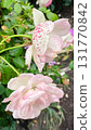 Delicate pastel pink and white roses with a unique speckled pattern. Garden beauty 131770842