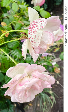 Delicate pastel pink and white roses with a unique speckled pattern. Garden beauty 131770842