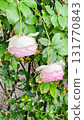Delicate pastel pink and white roses with a unique speckled pattern. Garden beauty 131770843