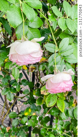 Delicate pastel pink and white roses with a unique speckled pattern. Garden beauty Delicate pastel pink and white roses with a unique speckled pattern. Garden beauty 131770843