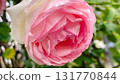 Delicate pastel pink and white roses with a unique speckled pattern. Garden beauty 131770844