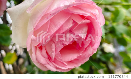 Delicate pastel pink and white roses with a unique speckled pattern. Garden beauty Delicate pastel pink and white roses with a unique speckled pattern. Garden beauty 131770844