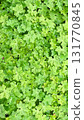 Full frame of vibrant green leaves (Geranium) creating a dense, natural texture background 131770845