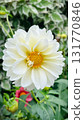 Horticulture detail: a single, bright dahlia bud on a stem against a soft green background 131770846