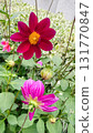 Horticulture detail: a single, bright dahlia bud on a stem against a soft green background 131770847