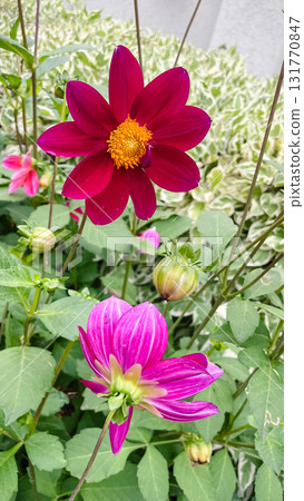 Horticulture detail: a single, bright dahlia bud on a stem against a soft green background 131770847