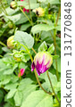 Horticulture detail: a single, bright dahlia bud on a stem against a soft green background 131770848