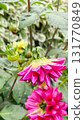 Horticulture detail: a single, bright dahlia bud on a stem against a soft green background 131770849
