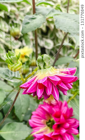 Horticulture detail: a single, bright dahlia bud on a stem against a soft green background 131770849