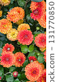 Vibrant orange and red chrysanthemums in full bloom. Autumn floral background texture 131770850