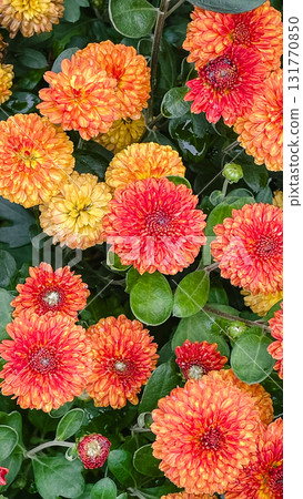 Vibrant orange and red chrysanthemums in full bloom. Autumn floral background texture 131770850