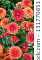 Vibrant orange and red chrysanthemums in full bloom. Autumn floral background texture 131770851