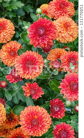 Vibrant orange and red chrysanthemums in full bloom. Autumn floral background texture 131770851