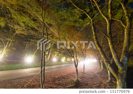 Illuminated maple trees and car light trails (Yabakei, Nakatsu City, Oita Prefecture) 131770976