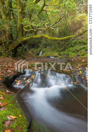 白水瀑布的紅葉（大分縣竹田市） 131771095