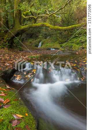 Autumn leaves at Shiramizu Falls (Taketa City, Oita Prefecture) 131771096
