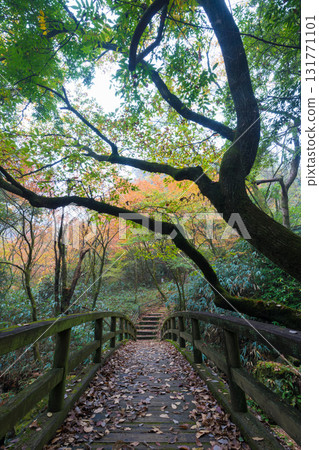 Autumn leaves at Shiramizu Falls (Taketa City, Oita Prefecture) 131771101